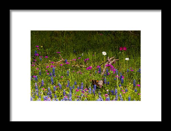 Lupinus Texensis Framed Print featuring the photograph Texas Roadside Wildflowers 742 by Melinda Ledsome