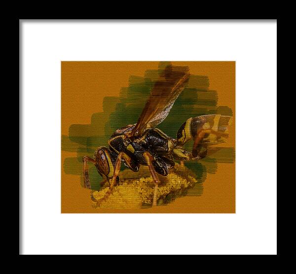 Macro Framed Print featuring the photograph Textured Wasp by Paul Freidlund