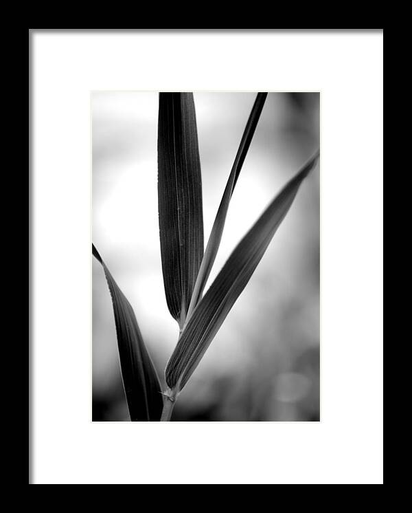 Bamboo Framed Print featuring the photograph Thamnocalamus tessellatus Bamboo Leaves by Nathan Abbott