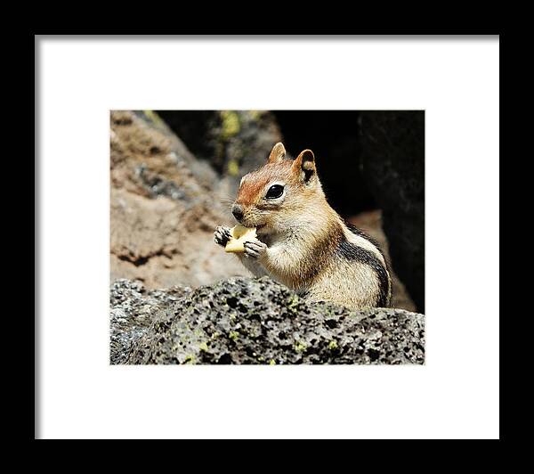 Animal Framed Print featuring the photograph Thank You For The Cracker by VLee Watson
