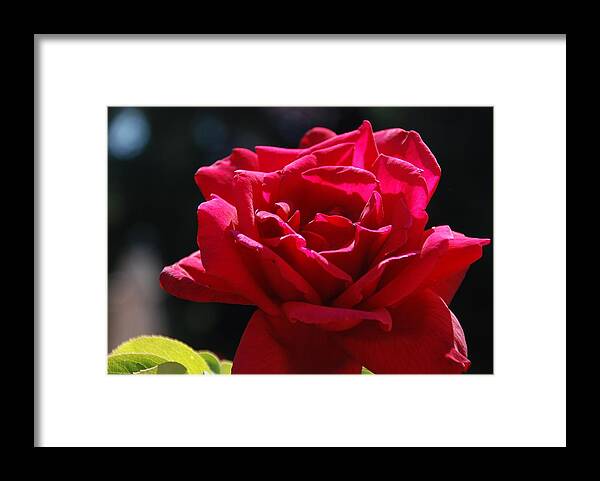 Rose Framed Print featuring the photograph That Which We Call A Rose by Eric Tressler