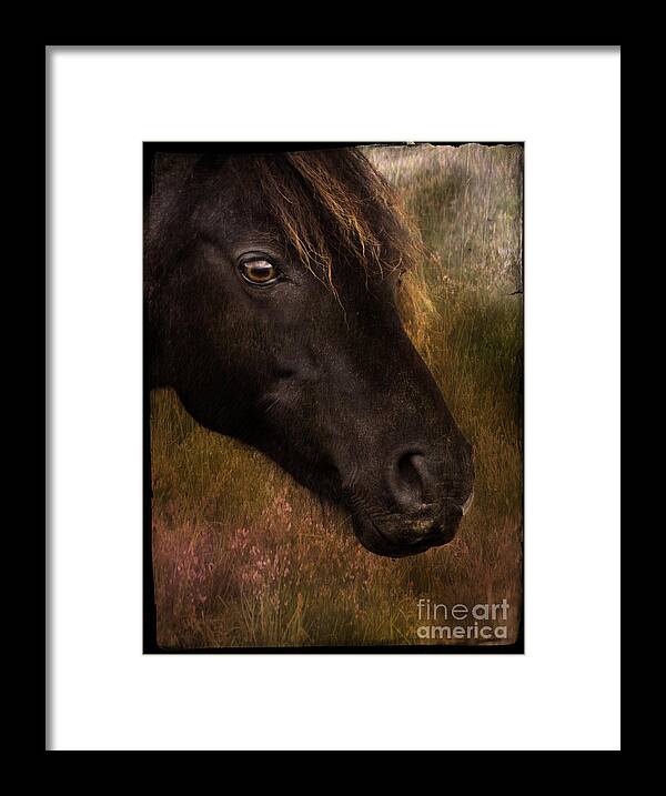 Pony Framed Print featuring the photograph that Wild Look by Ang El