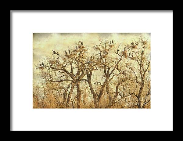 Blue Heron Framed Print featuring the photograph Thats A Lot Of Great Blue Heron by James BO Insogna