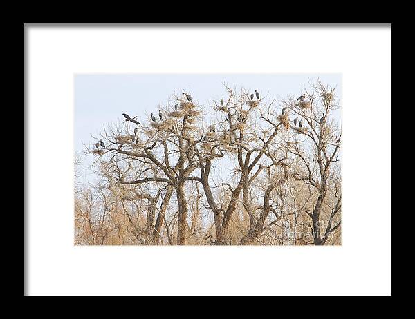 Blue Heron Framed Print featuring the photograph Thats A Lot Of Heron by James BO Insogna