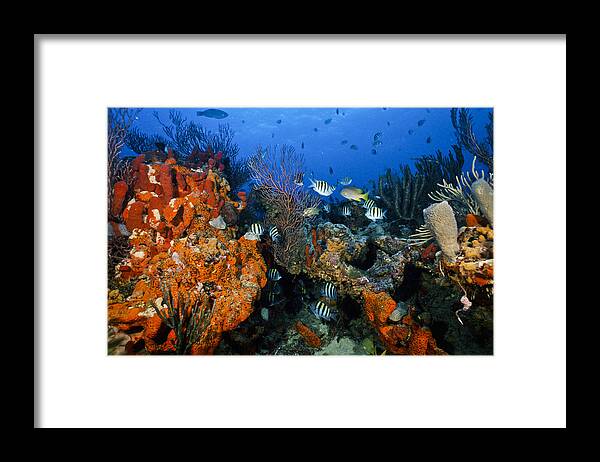Art Framed Print featuring the photograph The Active Reef by Sandra Edwards