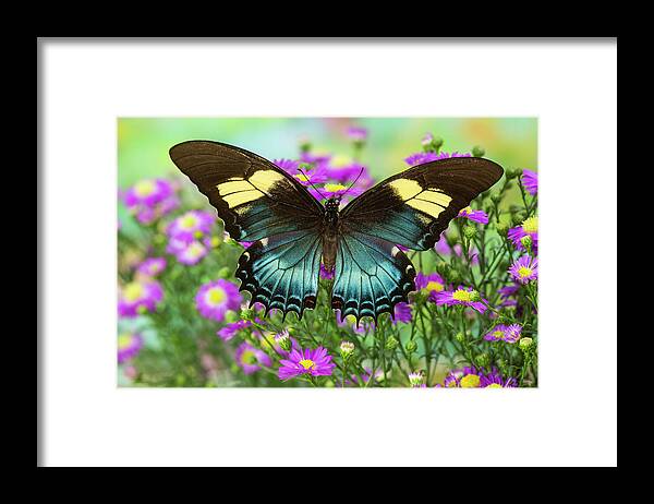 Androgeus Swallowtail Framed Print featuring the photograph The Androgeus Swallowtail, Queen Page by Darrell Gulin
