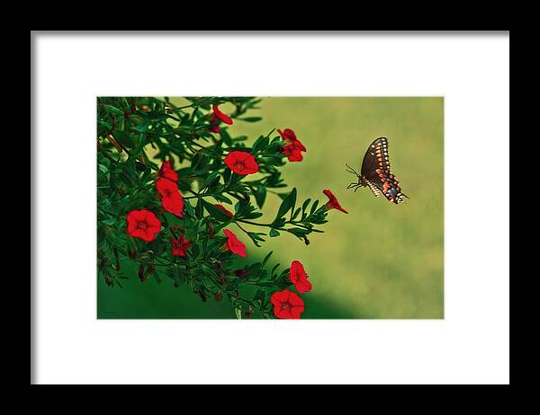 Nature Framed Print featuring the photograph The Approach by Tom York Images