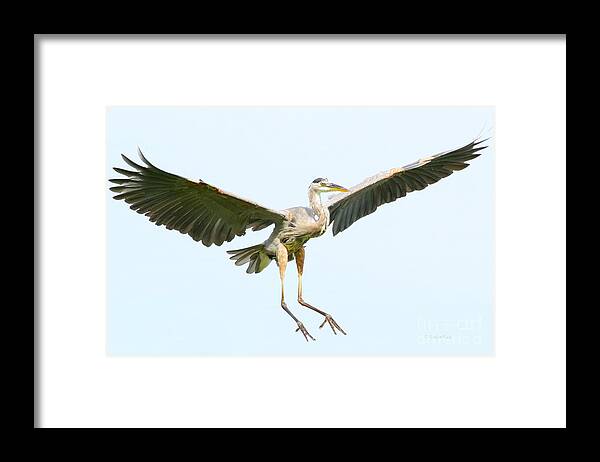 Bird Framed Print featuring the photograph The arrival by Heather King