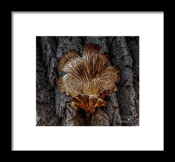 Fungus Framed Print featuring the photograph The Art of Nature by Ronald Grogan