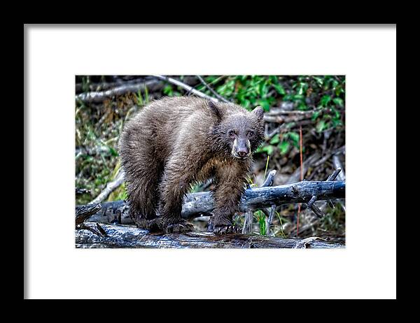 Wildlife Framed Print featuring the photograph The Balance Beam by Jim Thompson