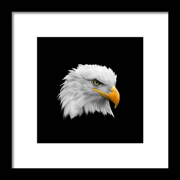 Bald Eagle Framed Print featuring the photograph The Bald Eagle by Mark Rogan