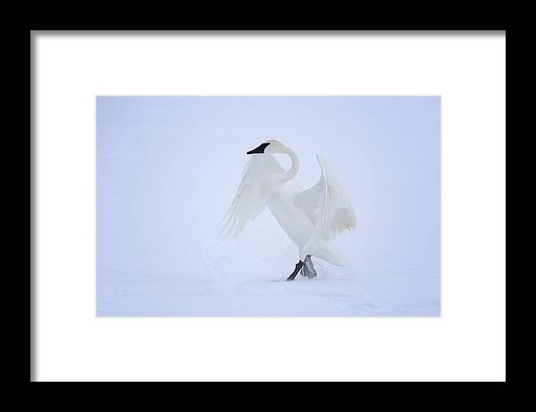 Swan Framed Print featuring the photograph The Ballerina by Gary Hall
