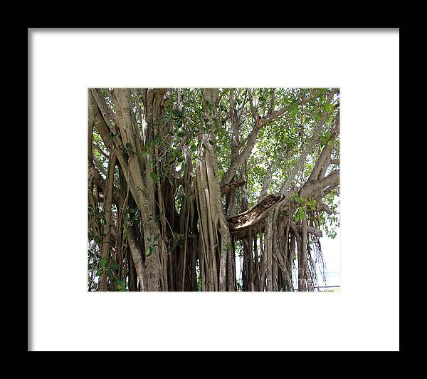 Banyan Tree Framed Print featuring the photograph The Banyan Tree by Megan Dirsa-DuBois
