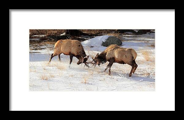 Elk Framed Print featuring the photograph The Battle by Shane Bechler