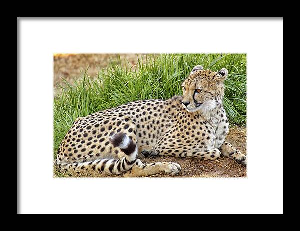 Cheetah Framed Print featuring the photograph The Beautiful Cheetah by Jason Politte