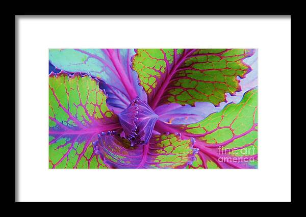 Edibles Framed Print featuring the photograph The Beauty Of Cabbage 001 by Robert ONeil