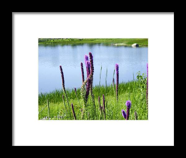 Liatris Framed Print featuring the photograph The Beauty of the Liatris by Verana Stark