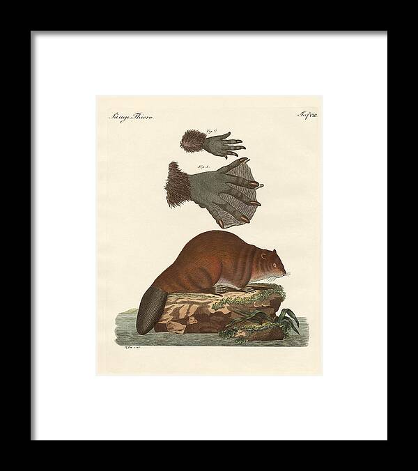Beaver Framed Print featuring the drawing The beaver by Splendid Art Prints