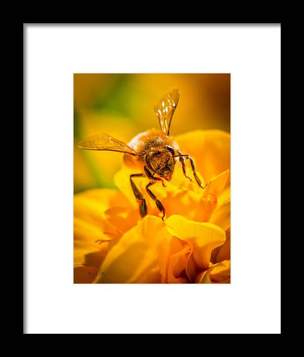 Bees Framed Print featuring the photograph The Bee gets its pollen by Bob Orsillo
