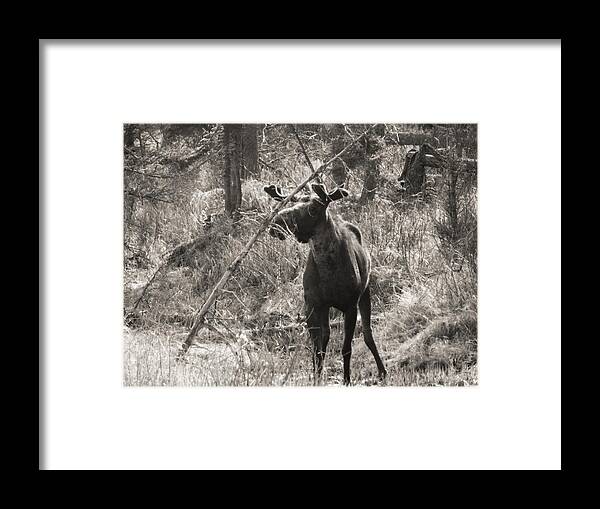 Moose Framed Print featuring the photograph The Big Dripper by Gigi Dequanne