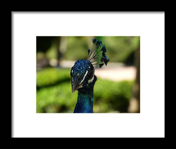 Birds Framed Print featuring the photograph The Bird King by Janina Suuronen