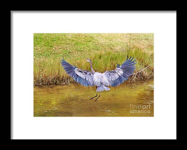 Blue Heron Framed Print featuring the photograph The Blue Hop by Deborah Benoit