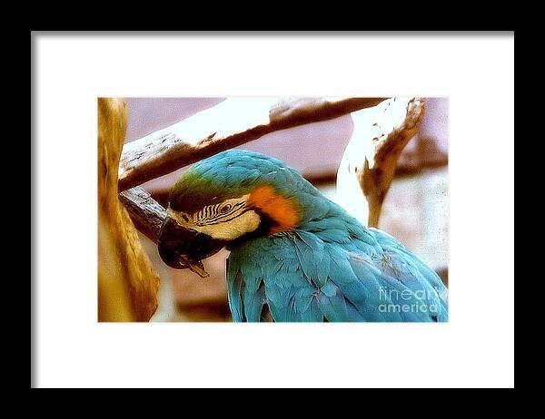 Macaw Photos Framed Print featuring the photograph The Blue Macaw by Michael Hoard