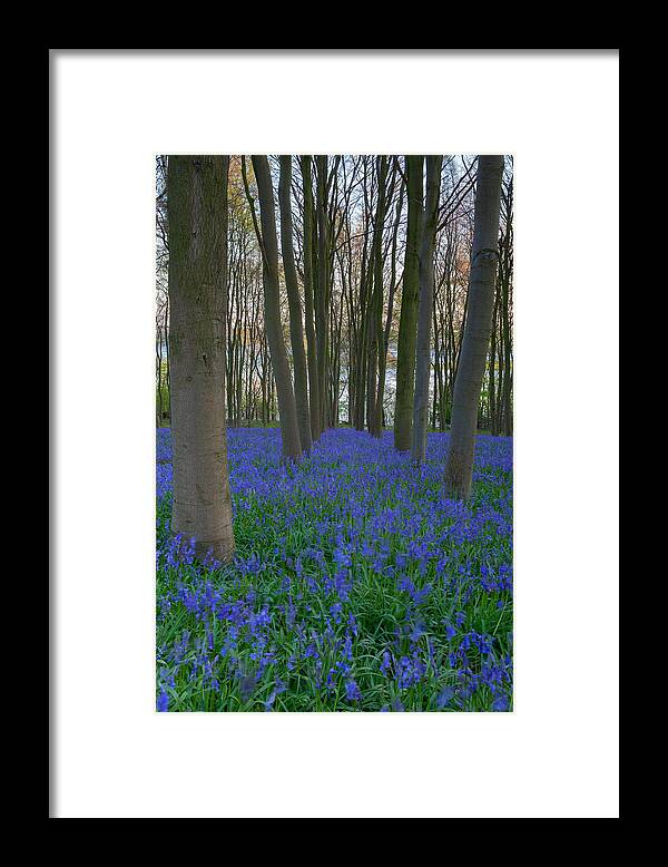 Bluebells Framed Print featuring the photograph The Blue Path by Nick Atkin