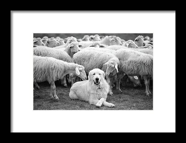 Dog Framed Print featuring the photograph The Boss by Lucian Constantin
