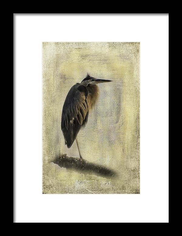 Great Blue Herons Framed Print featuring the photograph The Boss by Melinda Dreyer