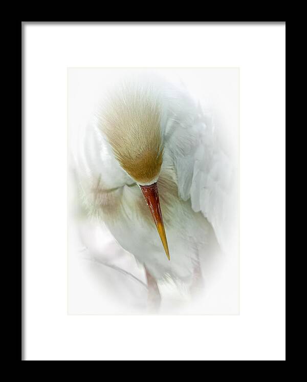 Egret Framed Print featuring the photograph The Bow by Ghostwinds Photography