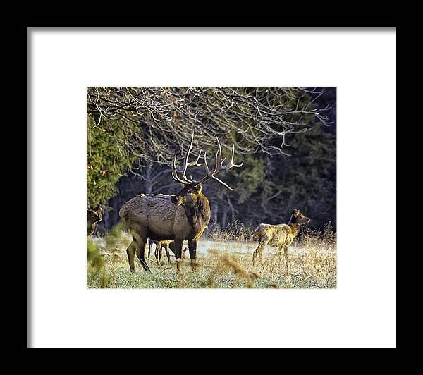 Bull Elk Framed Print featuring the photograph The Boxley Stud in November Frost by Michael Dougherty
