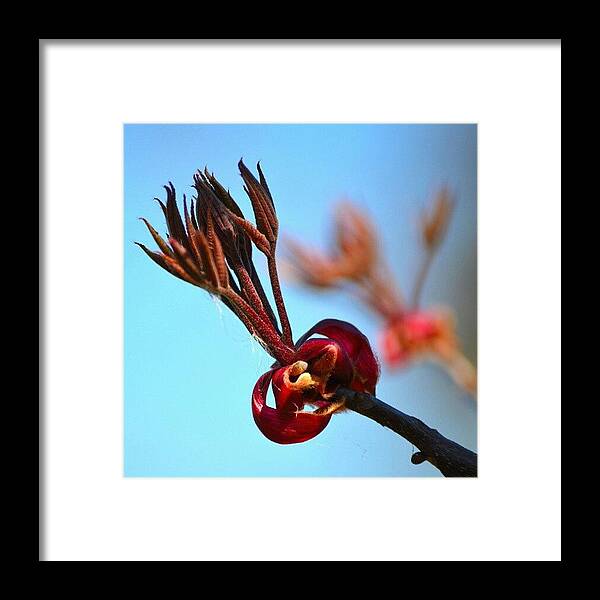  Framed Print featuring the photograph The Bud Just Before It Flowers by Jinxi The House Cat
