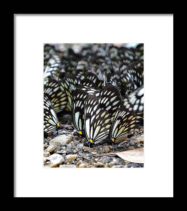 Butterfly Framed Print featuring the photograph The Butterfly Gathering 2 by Kim Bemis