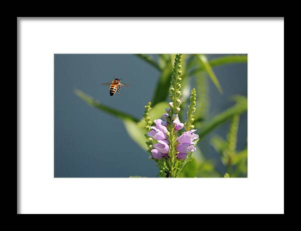 Bee Framed Print featuring the photograph The Buzz by Jackson Pearson