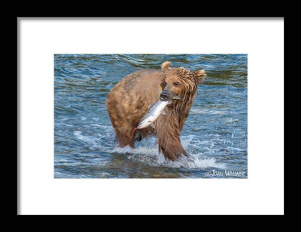 Alaska Framed Print featuring the photograph The Catch by Joan Wallner