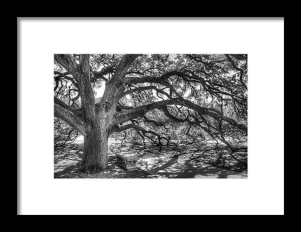 Tree Framed Print featuring the photograph The Century Oak by Scott Norris