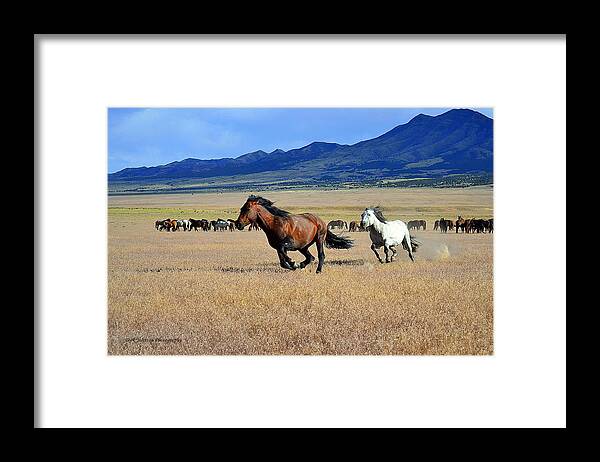 Horse Horses Mustang Wild Mustangs Stallion Desert Utah Framed Print featuring the photograph The Chase by Dirk Johnson