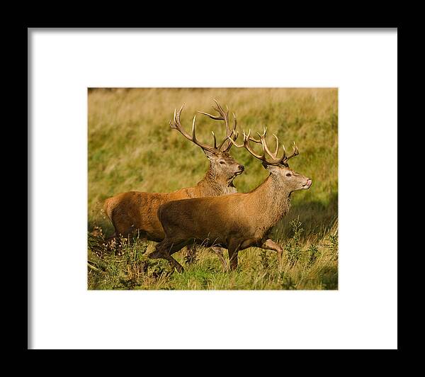 Red Framed Print featuring the photograph The Chase by Paul Scoullar