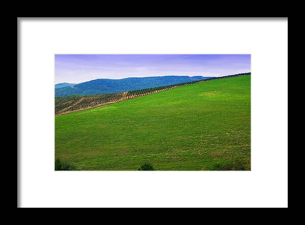 Christmas Tree Farm Photo Framed Print featuring the photograph The Christmas Trees by Bob Pardue