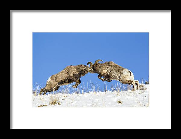 Wyoming Framed Print featuring the photograph The Clash by D Robert Franz
