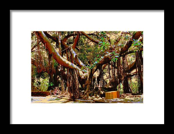 Tree Framed Print featuring the photograph The Climbing Tree by CHAZ Daugherty