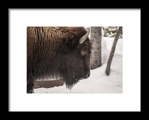Nature Framed Print featuring the photograph The close up by Richard Verkuyl