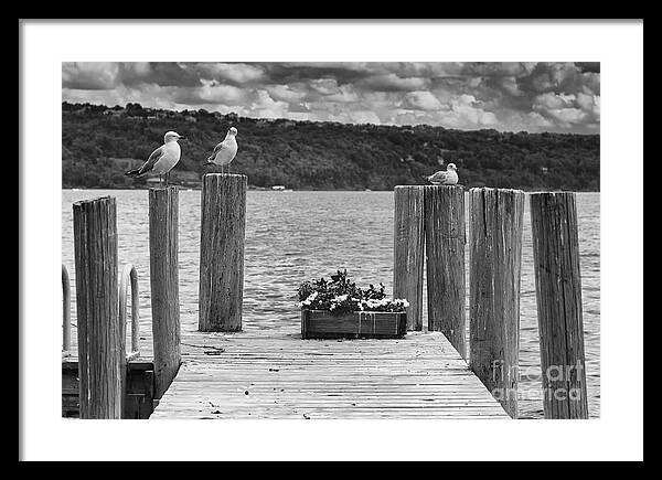  Framed Print featuring the photograph Gossiping Gulls by Michele Steffey