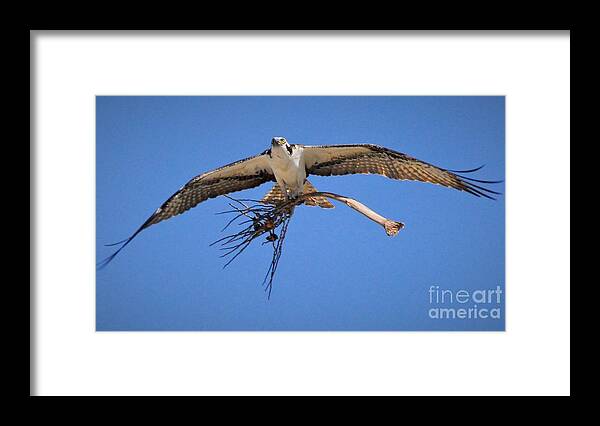 Osprey Framed Print featuring the photograph The Collector by Quinn Sedam