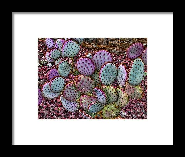 Cacti Framed Print featuring the photograph The Color Purple. by Jon Burch Photography