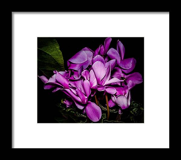 Flowers Framed Print featuring the photograph The Color Purple by Len Romanick
