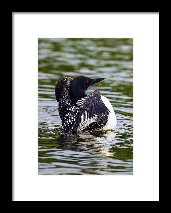 Bird Framed Print featuring the photograph The Common Loon by Bill and Linda Tiepelman