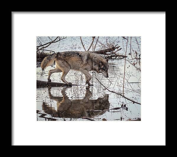 Animal Framed Print featuring the photograph The Crossing by Jack R Perry