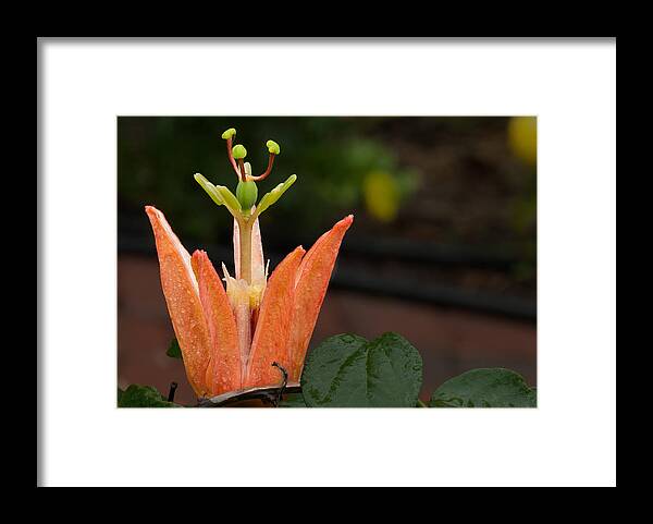 Flower Framed Print featuring the photograph The Crown by Paul Johnson